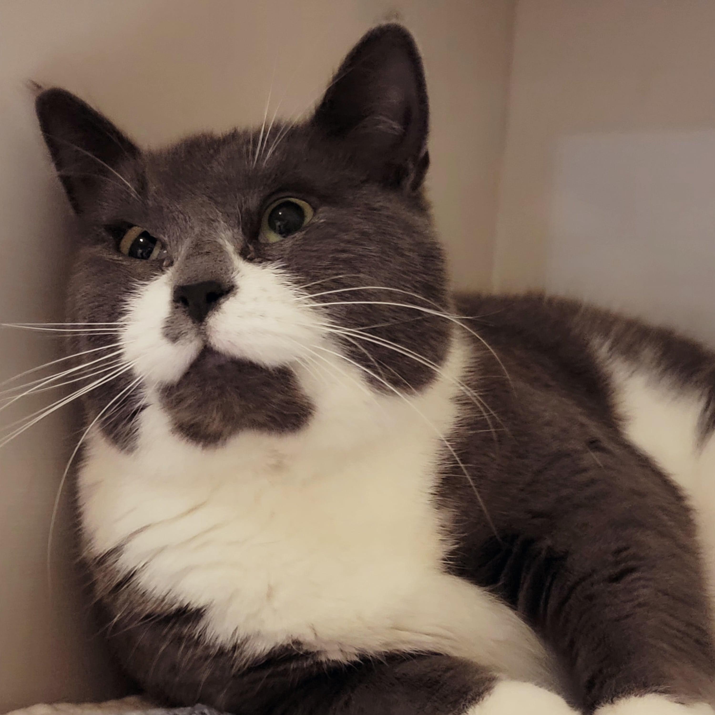 Bellamy, an adopted Domestic Short Hair in East Brunswick, NJ image 3/6