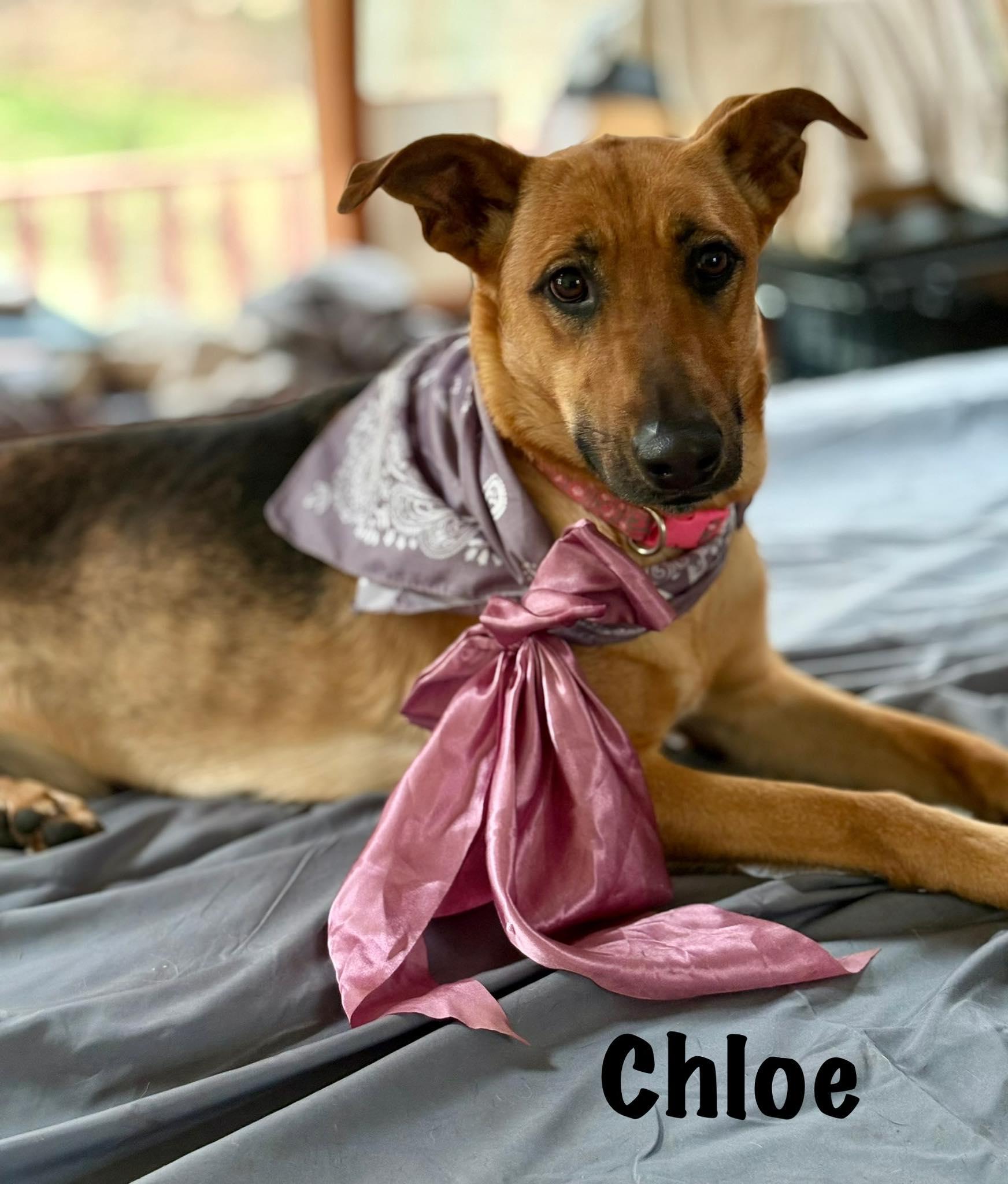 Chloe photo 5