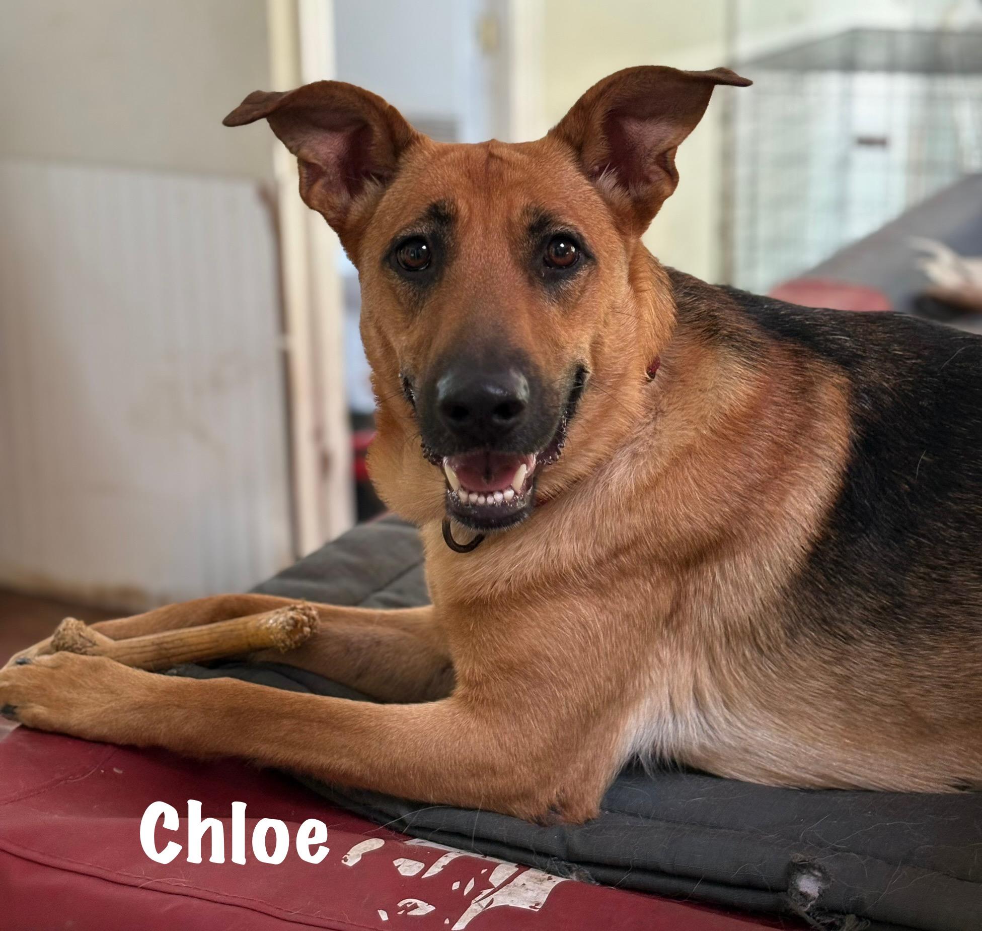 Chloe photo 2