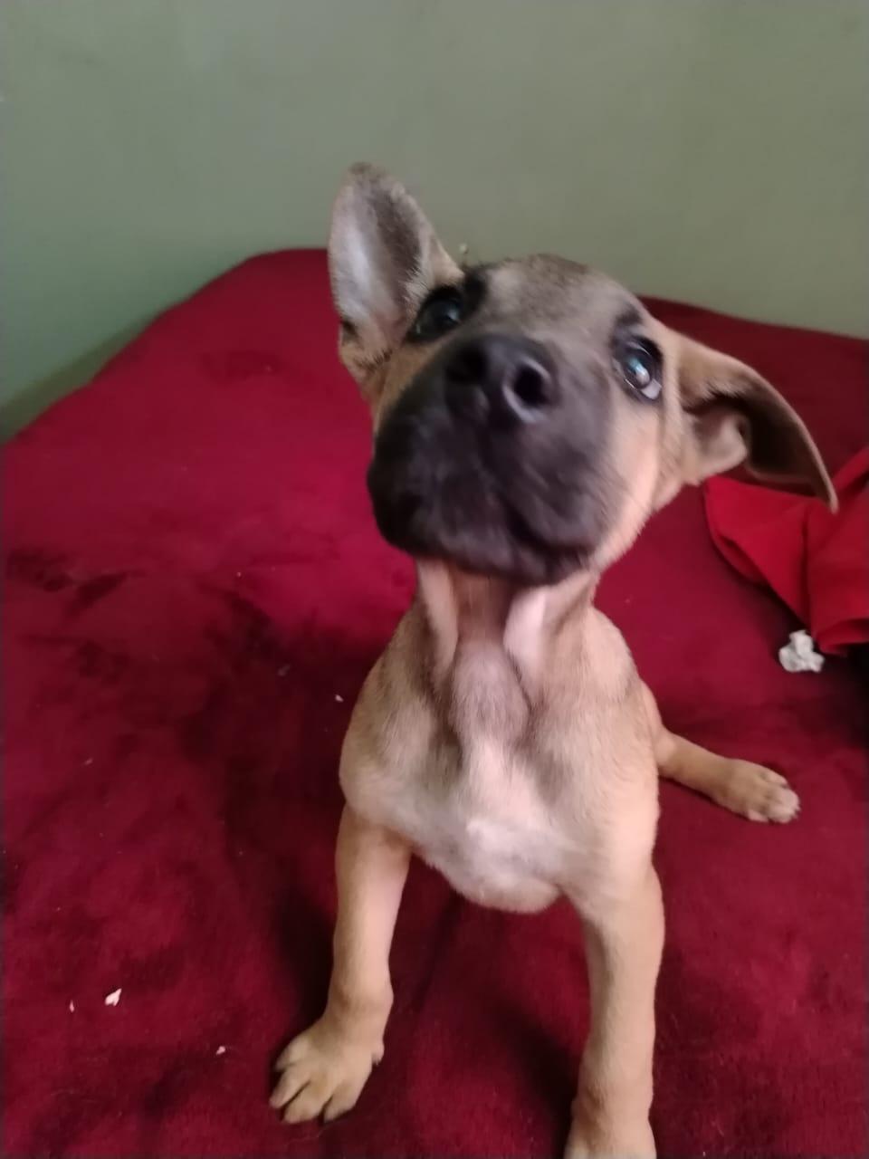 Sid, a Adoptable mixed breed in Chula Vista, CA image 1/4