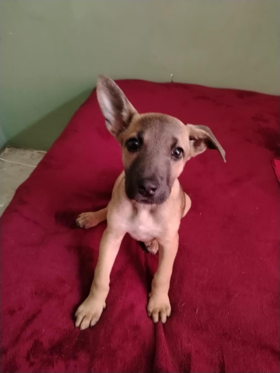 Sid, a Adoptable mixed breed in Chula Vista, CA image 2/4