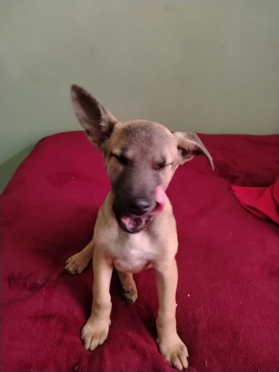 Sid, a Adoptable mixed breed in Chula Vista, CA image 3/4