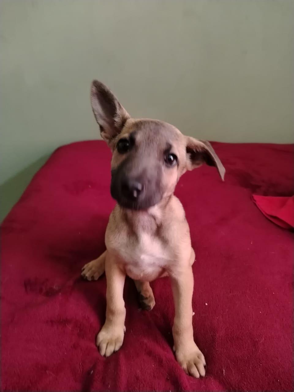 Sid, a Adoptable mixed breed in Chula Vista, CA image 4/4