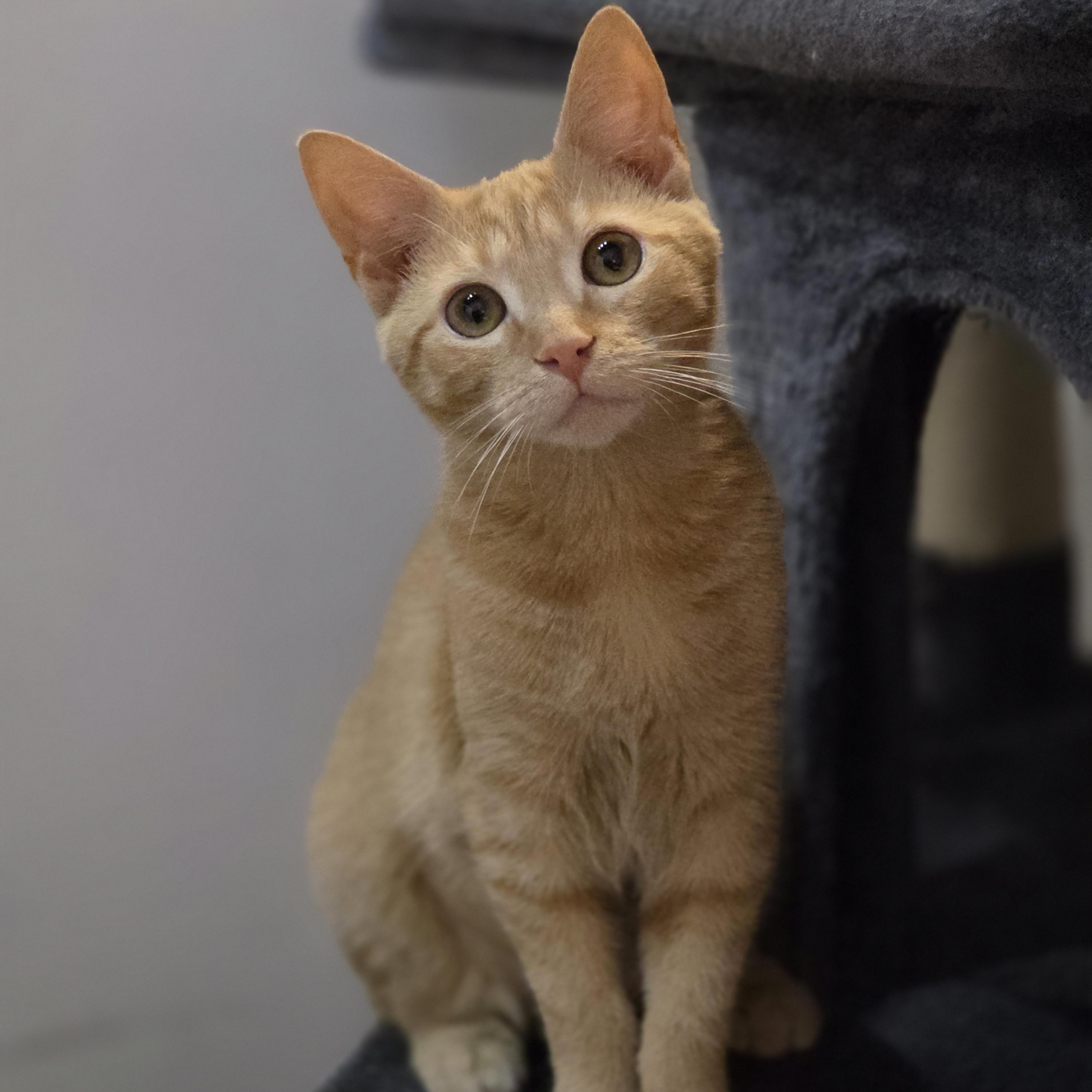 Enlarge Lucille Honeybun bonded with Toddy, a Adoptable Domestic Short Hair in Johnson City, TN image 2/3