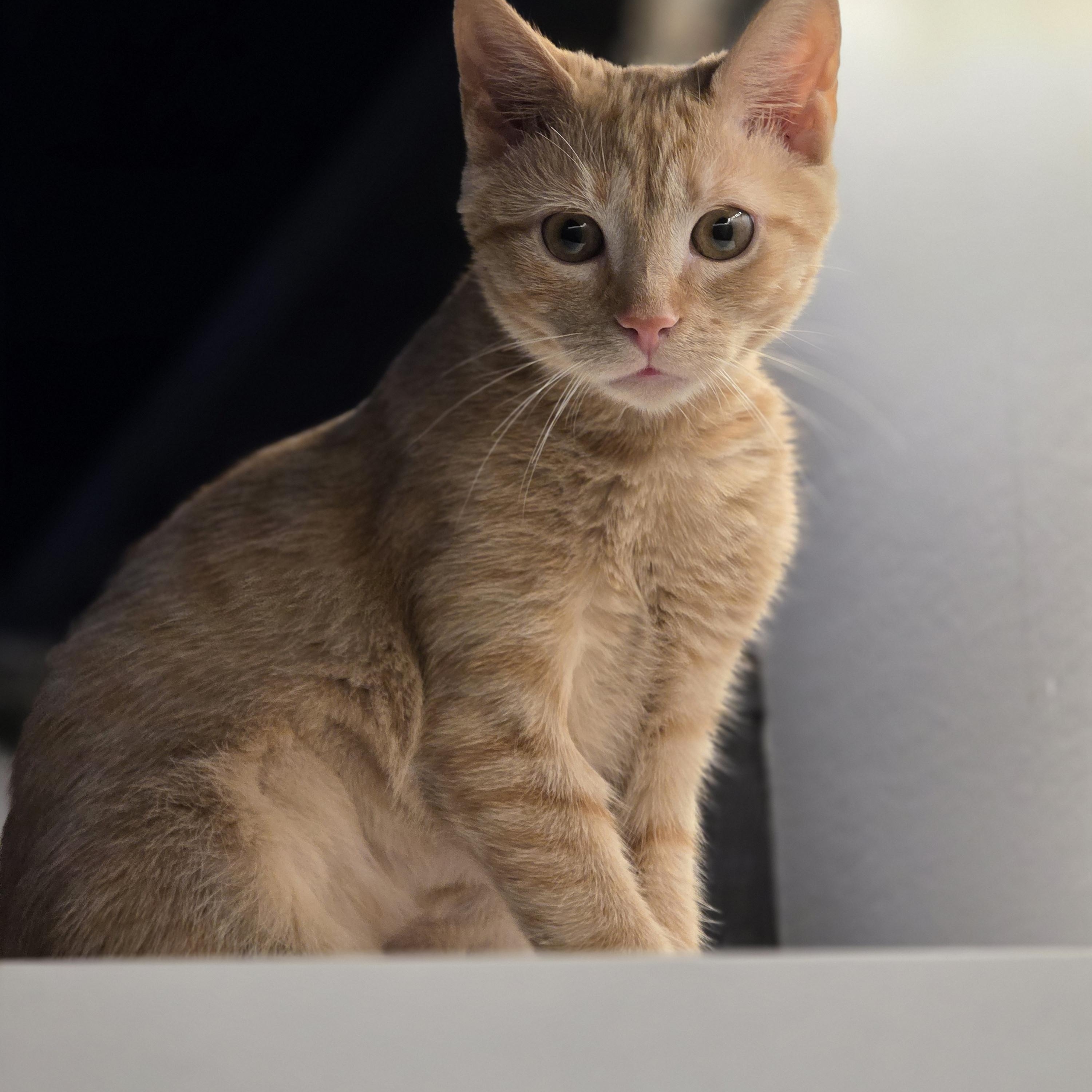 Enlarge Lucille Honeybun bonded with Toddy, a Adoptable Domestic Short Hair in Johnson City, TN image 3/3