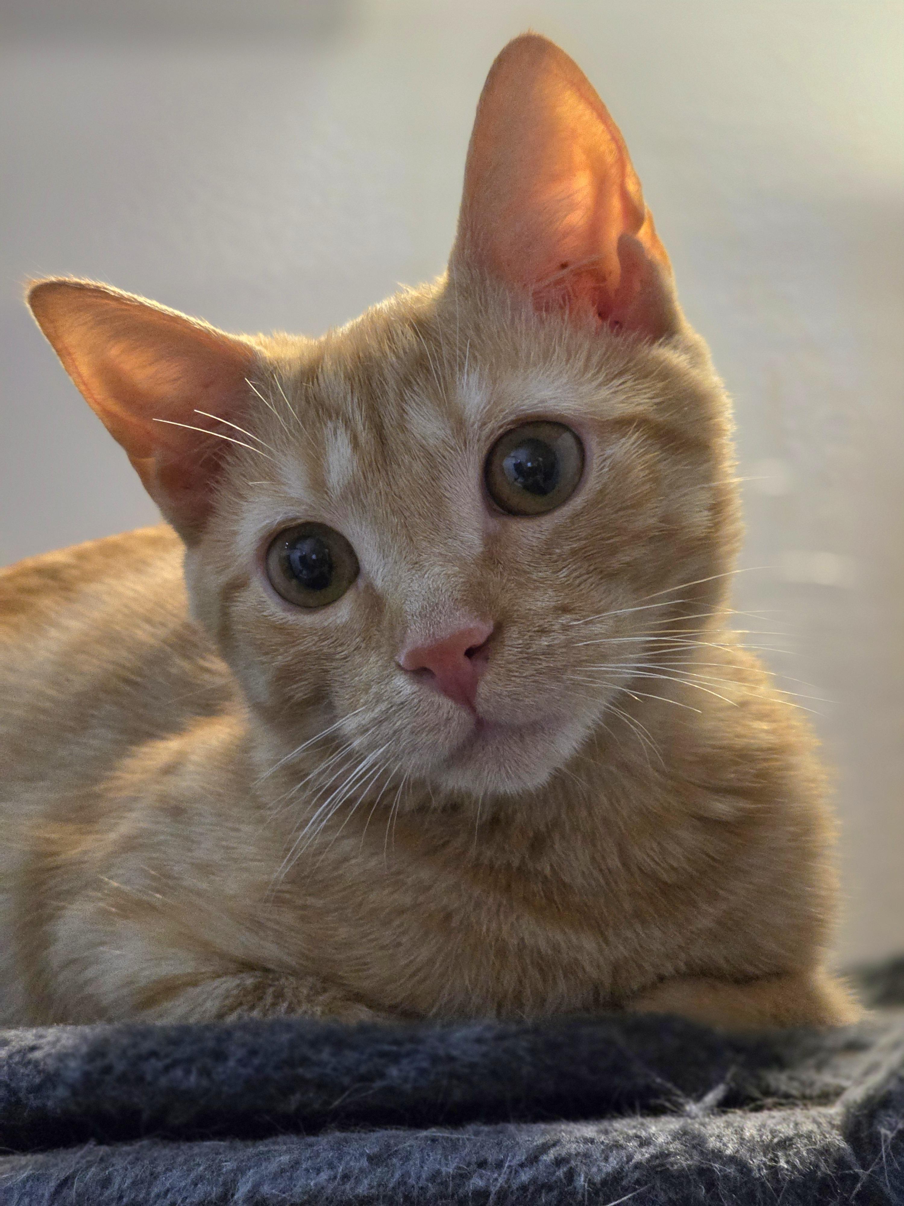 Lucille Honeybun bonded with Toddy, Adoptable, Kitten Female Domestic Short Hair.