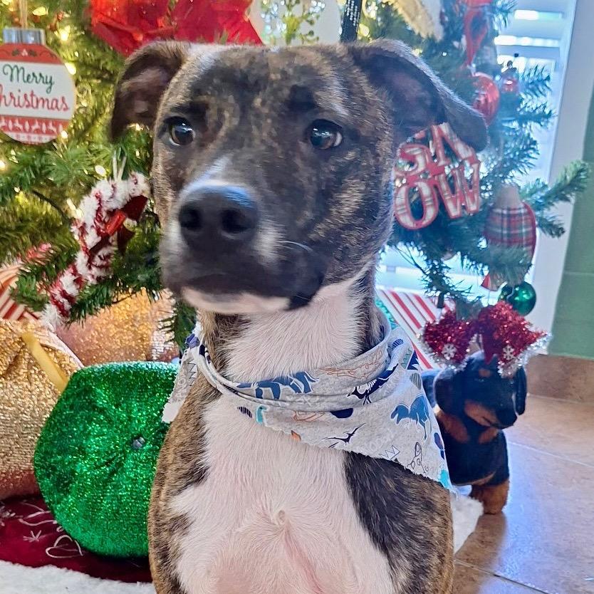 3828 ZANE, Adoptable, Young Male Black Mouth Cur.