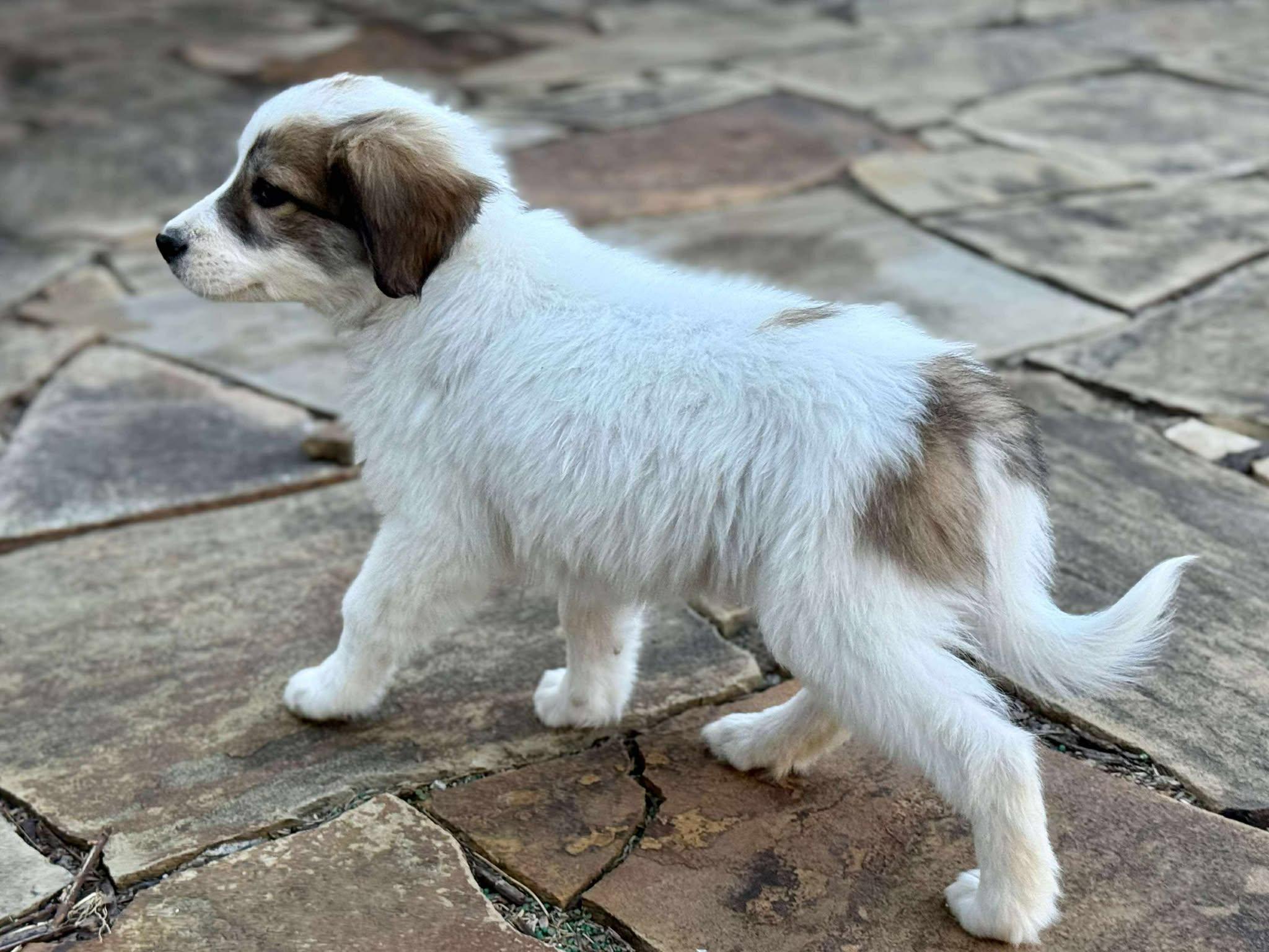 Bunny, Adoptable, Puppy Female Great Pyrenees.