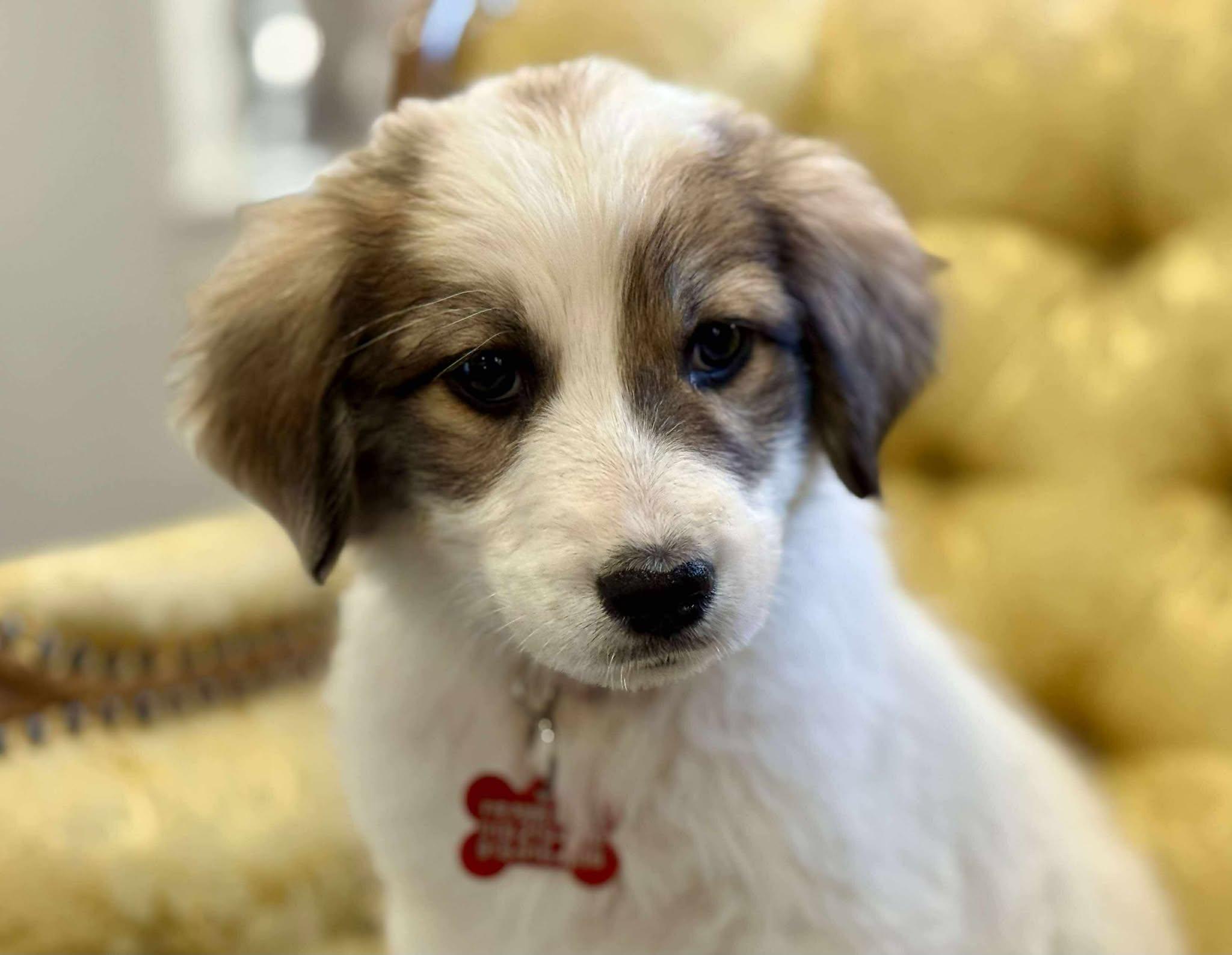 Bunny, a Adoptable mixed breed in Kiowa, OK image 2/6