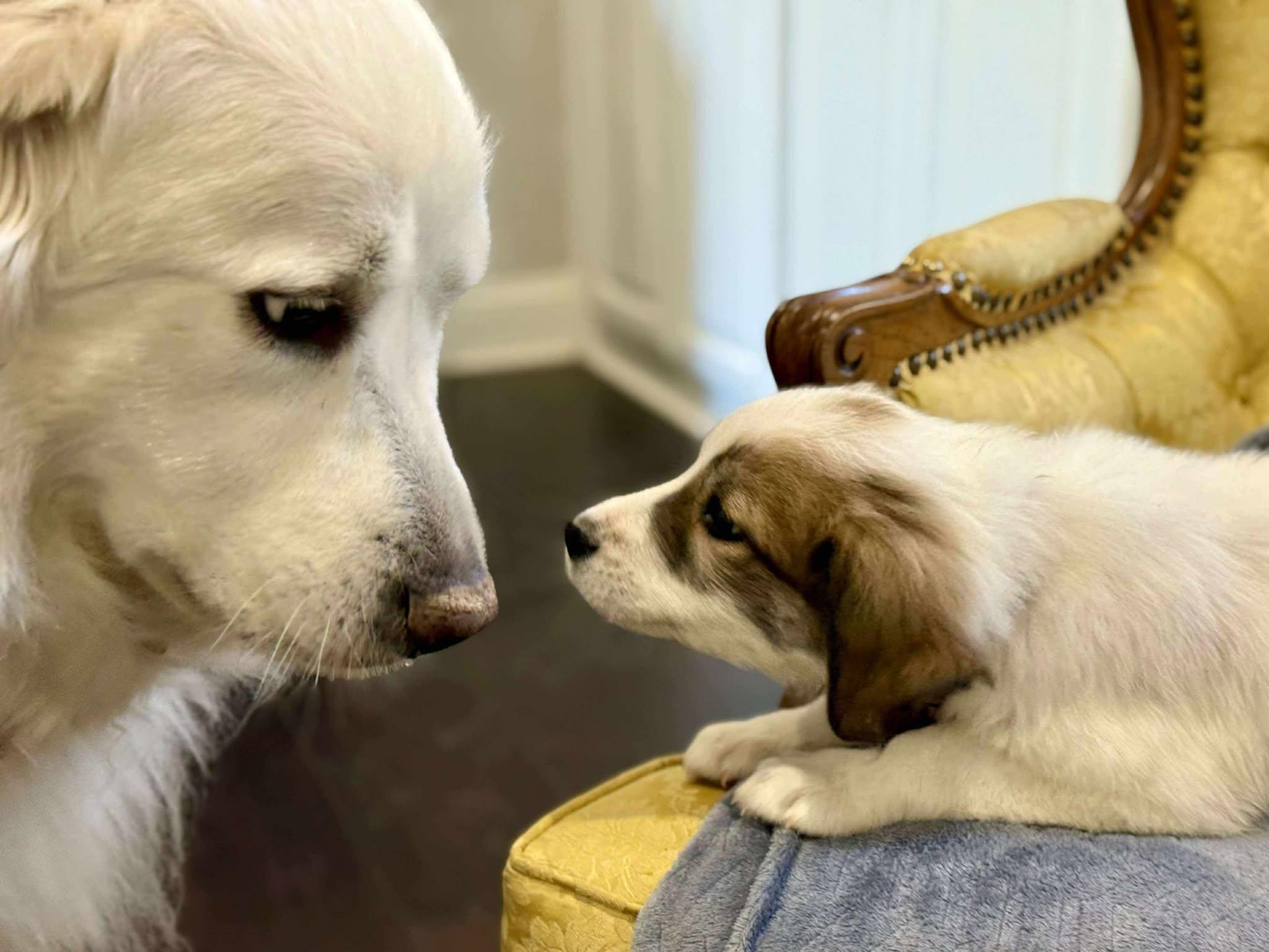 Bunny, a Adoptable mixed breed in Kiowa, OK image 3/6