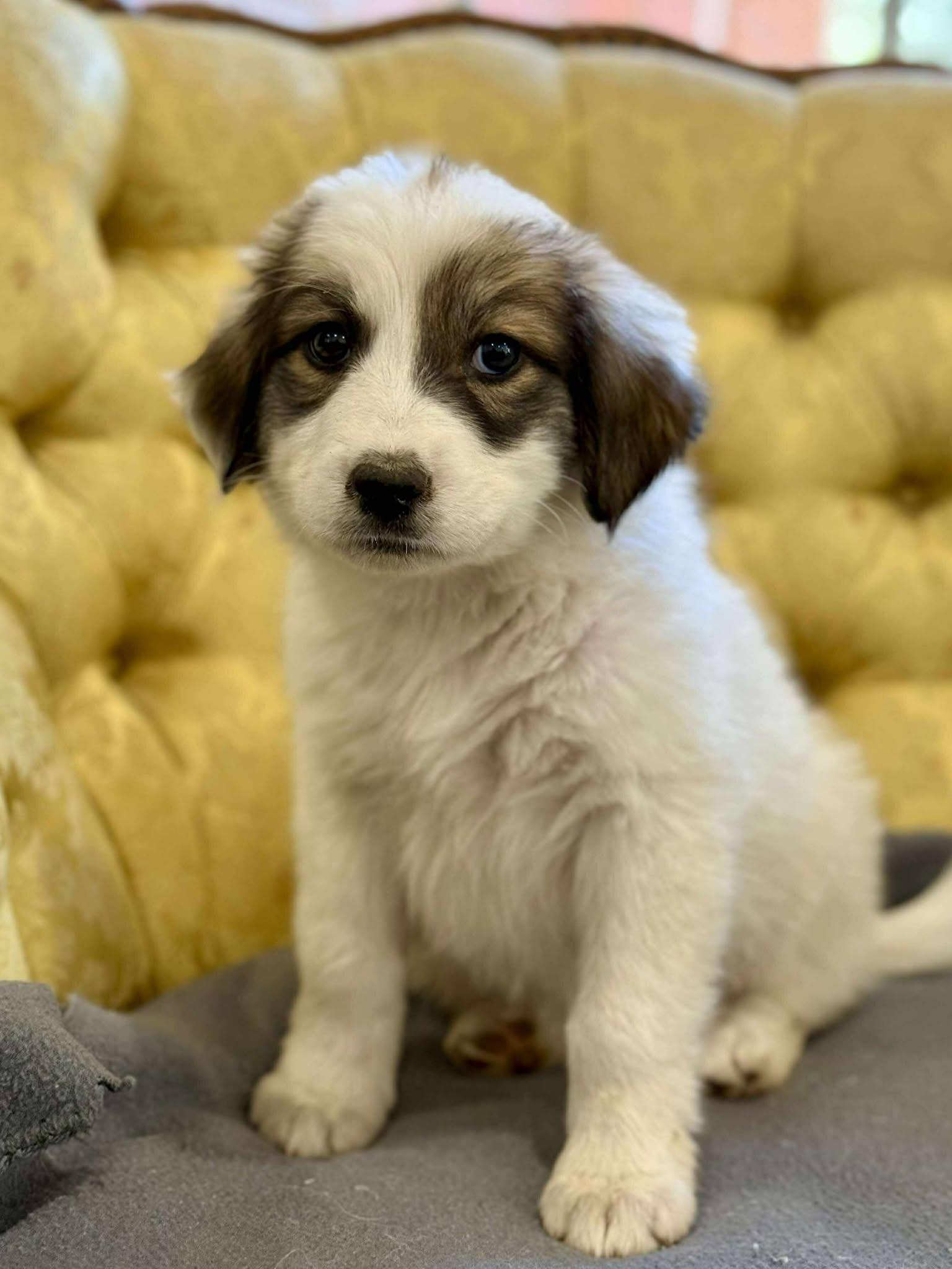 Bunny, a Adoptable mixed breed in Kiowa, OK image 5/6