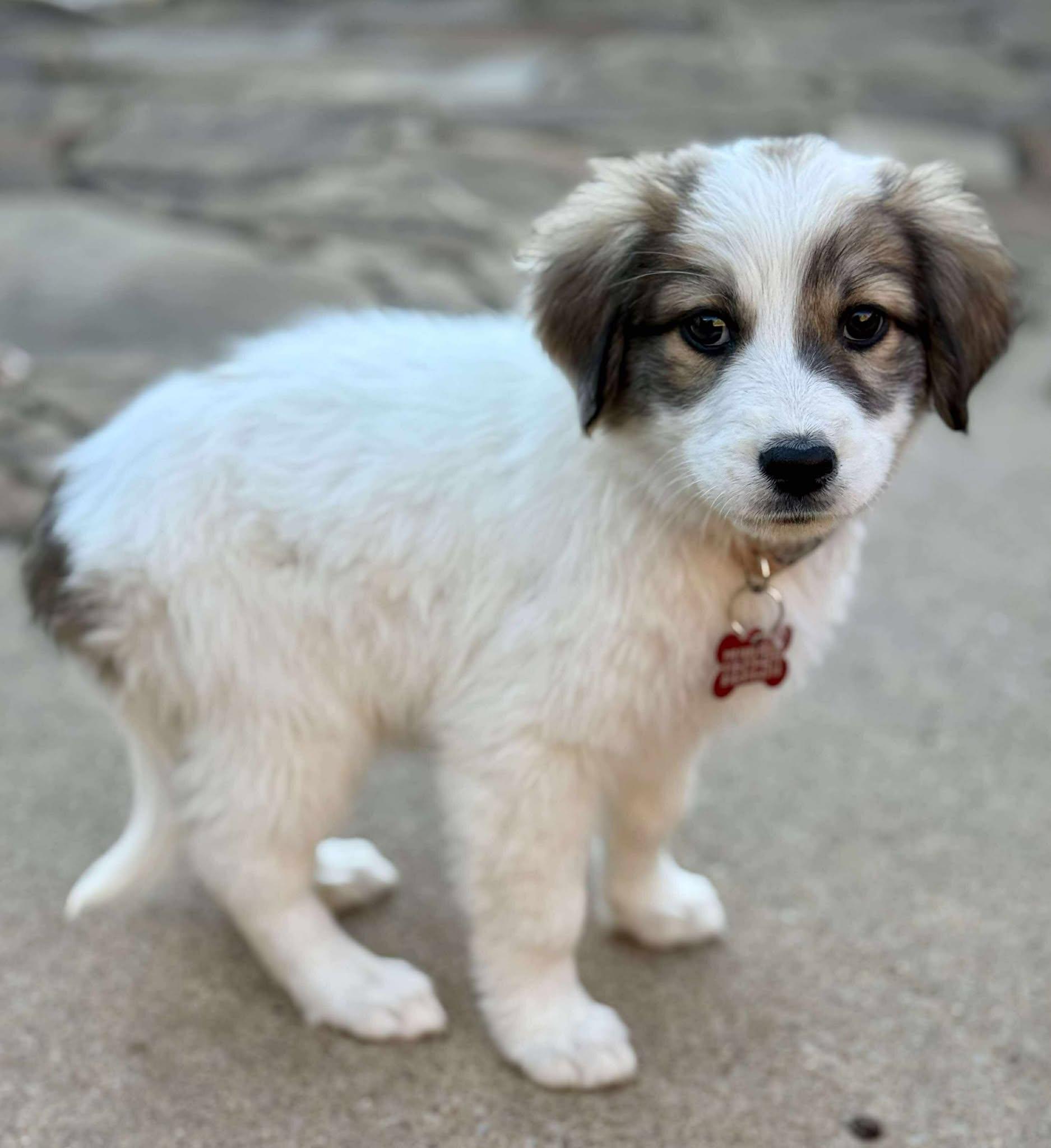 Bunny, a Adoptable mixed breed in Kiowa, OK image 6/6