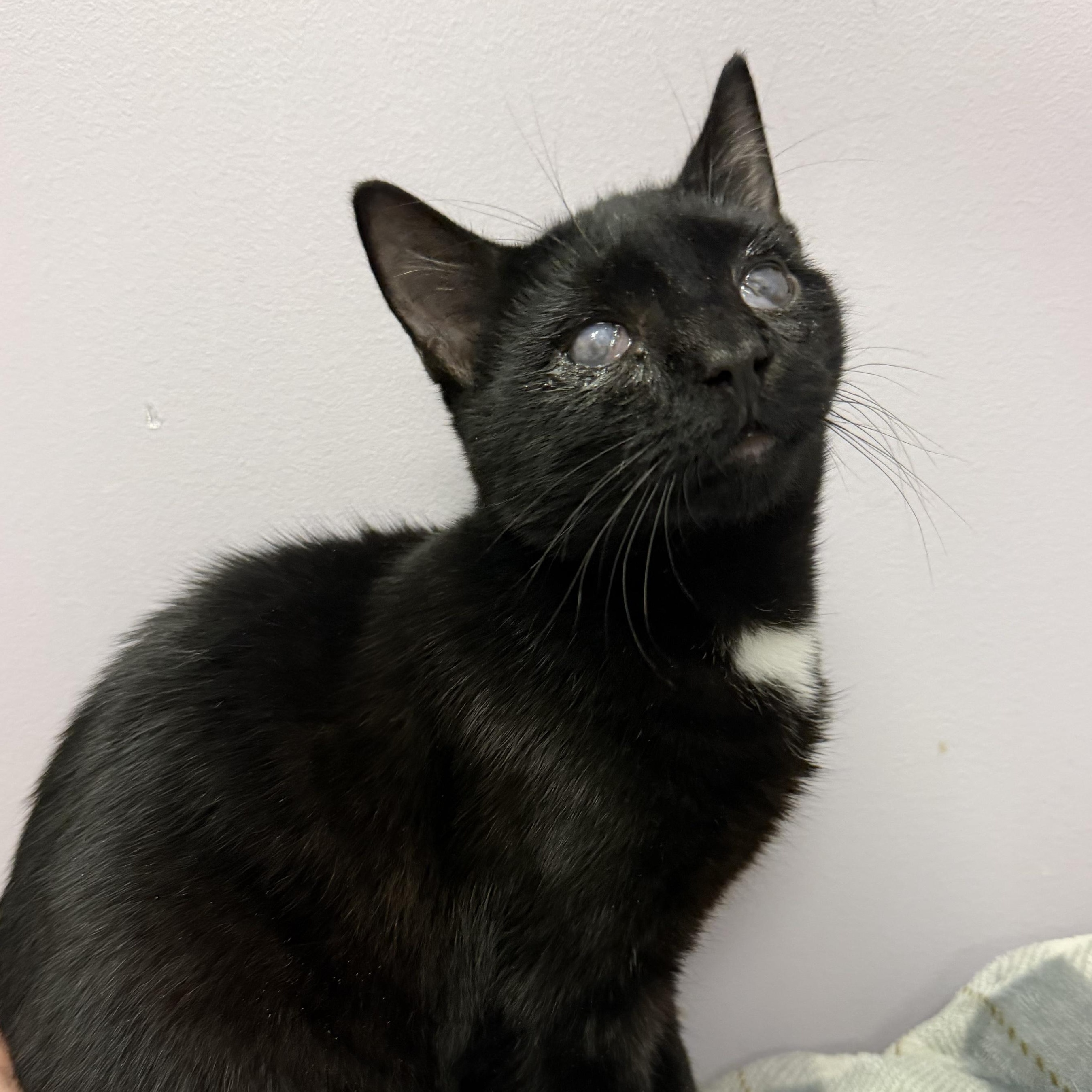 Enlarge Stetson, a Adopted Domestic Short Hair in Cooperstown, NY image 1/2