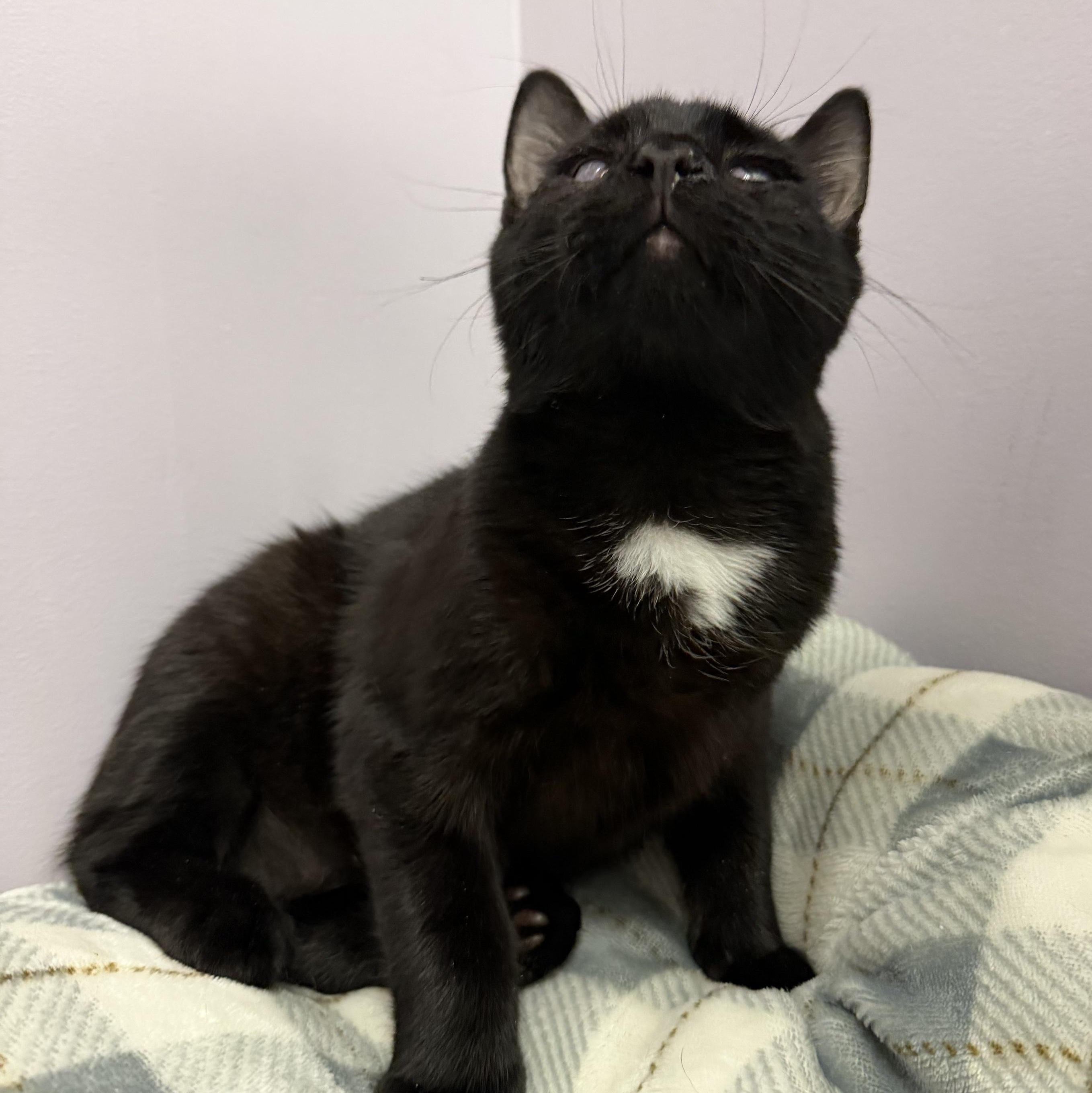 Enlarge Stetson, a Adopted Domestic Short Hair in Cooperstown, NY image 2/2