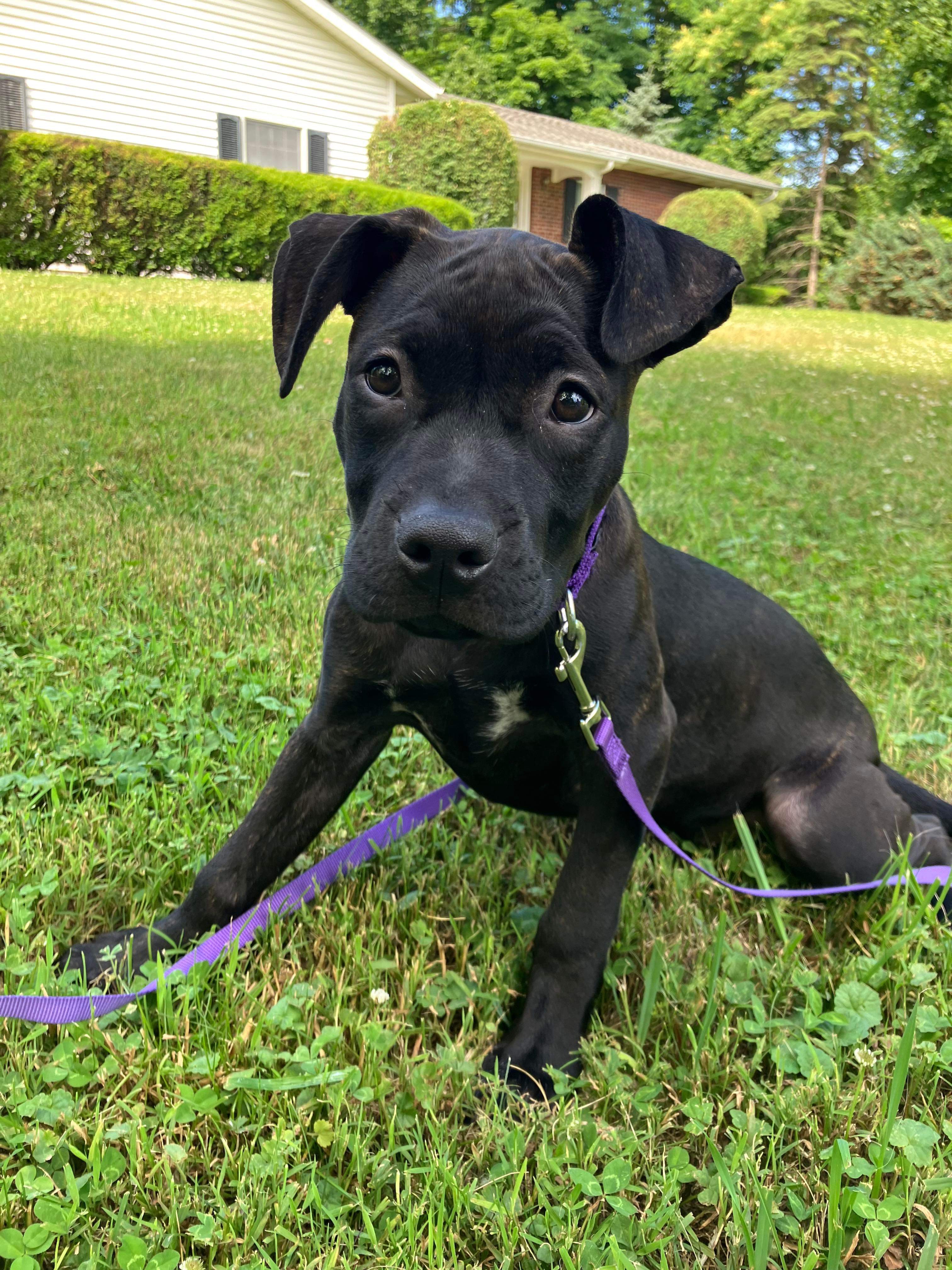 Bunny, Adopted, Puppy Female Mixed Breed.