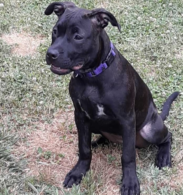 Enlarge Bunny, a Adopted Mixed Breed in Highland, NY image 2/4