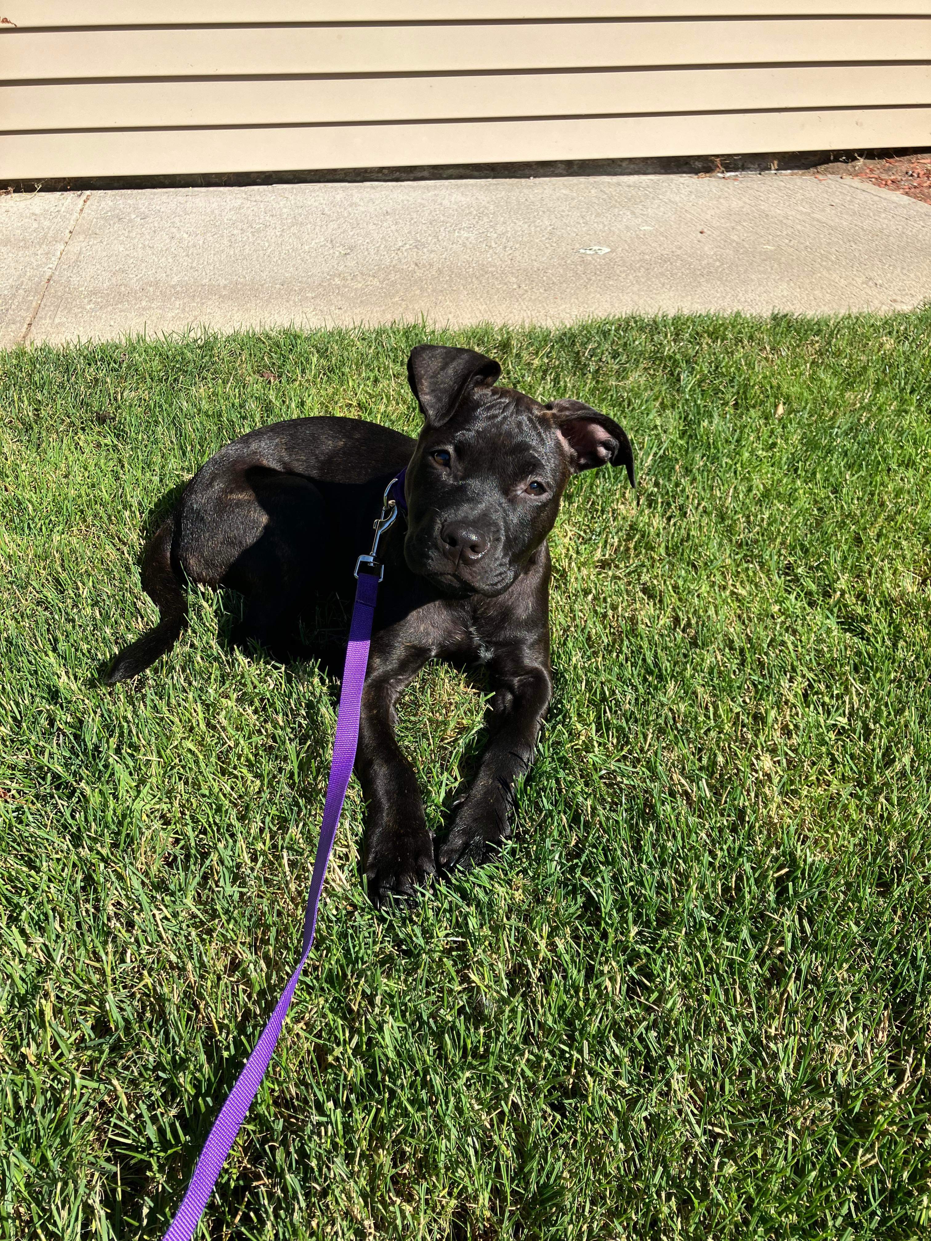 Enlarge Bunny, a Adopted Mixed Breed in Highland, NY image 3/4