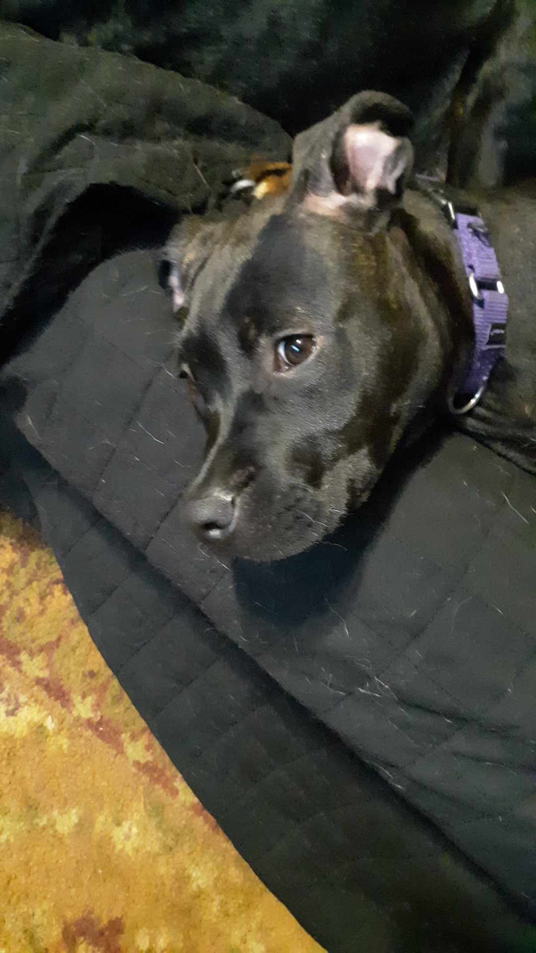 Enlarge Bunny, a Adopted Mixed Breed in Highland, NY image 4/4