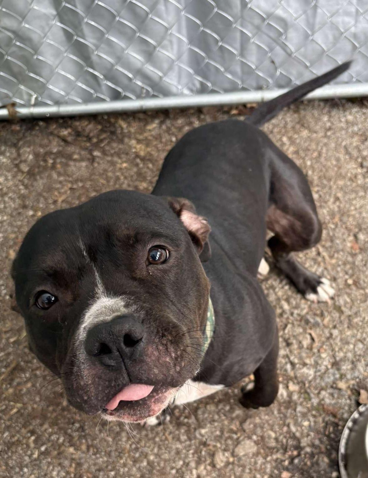 Bruno, a Adoptable Pit Bull Terrier in Hermitage, PA image 2/6