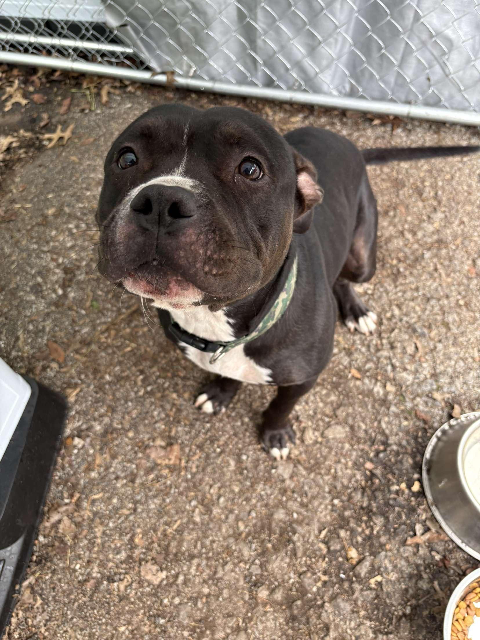Bruno, a Adoptable Pit Bull Terrier in Hermitage, PA image 4/6