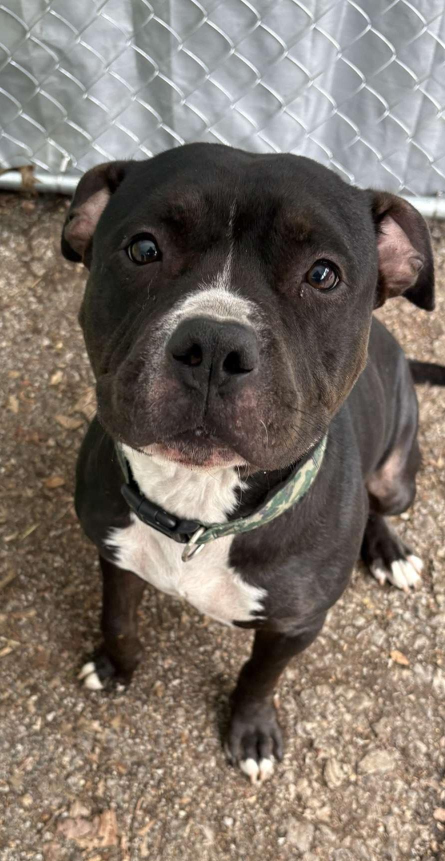 Bruno, a Adoptable Pit Bull Terrier in Hermitage, PA image 5/6