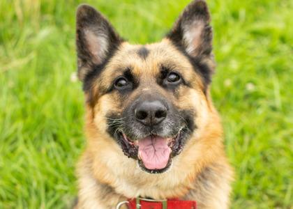 Big Boy, an adopted German Shepherd Dog in Hamilton, OH image 3/3