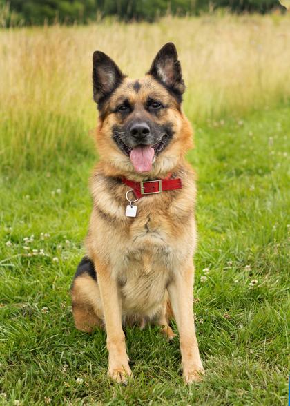Big Boy, an adopted German Shepherd Dog in Hamilton, OH image 2/3