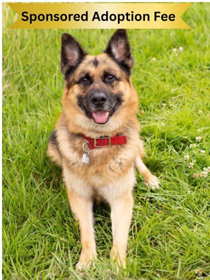 Big Boy, an adopted German Shepherd Dog in Hamilton, OH image 1/3