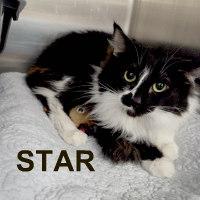 Enlarge STAR, an adopted Tuxedo in Henderson, NV image 2/3