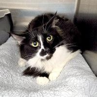 STAR, adopted, Adult Female Tuxedo.