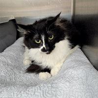 Enlarge STAR, an adopted Tuxedo in Henderson, NV image 3/3