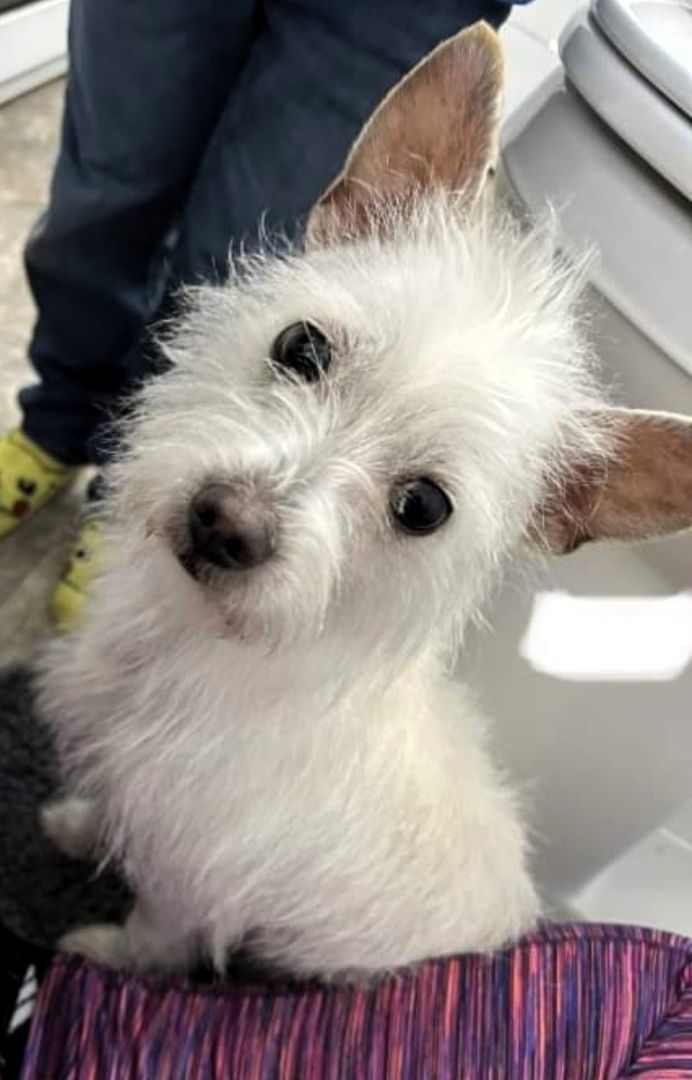 Enlarge "Mr Lost", a Adopted mixed breed in Dunn Loring, VA image 1/2