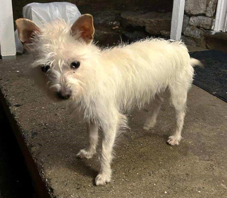 Enlarge "Mr Lost", a Adopted mixed breed in Dunn Loring, VA image 2/2