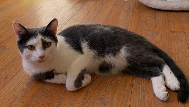 Enlarge Bert, a Adoptable mixed breed in Bardstown, KY image 3/6