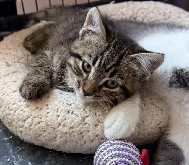 Charlie and Burt, Adoptable, Young Male Domestic Short Hair.