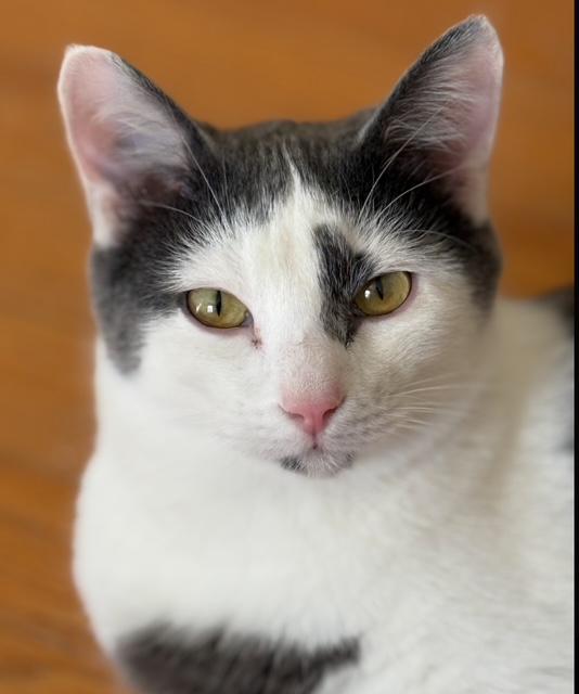 Enlarge Bert, a Adoptable mixed breed in Bardstown, KY image 1/6