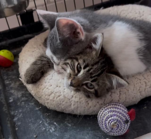 Enlarge Charlie and Burt, a Adoptable mixed breed in Bardstown, KY image 2/5