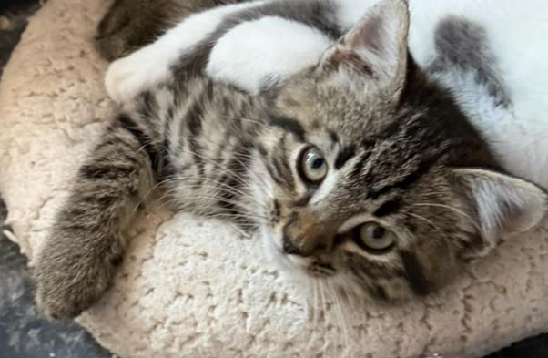 Enlarge Charlie and Burt, a Adoptable mixed breed in Bardstown, KY image 4/5