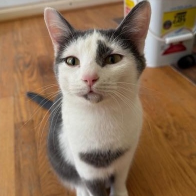 Enlarge Bert, a Adoptable mixed breed in Bardstown, KY image 4/6