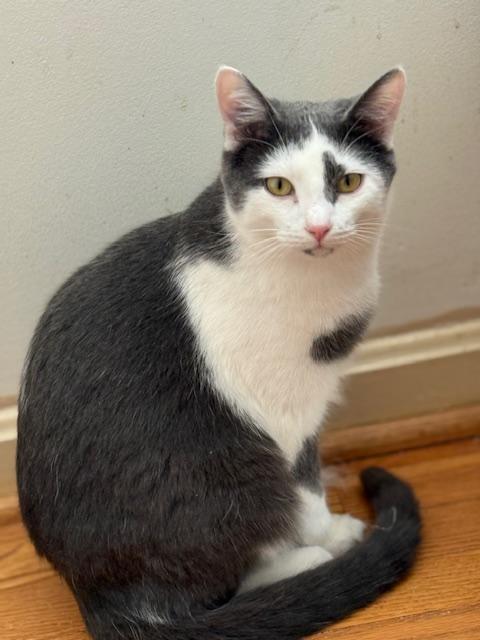 Enlarge Bert, a Adoptable mixed breed in Bardstown, KY image 2/6