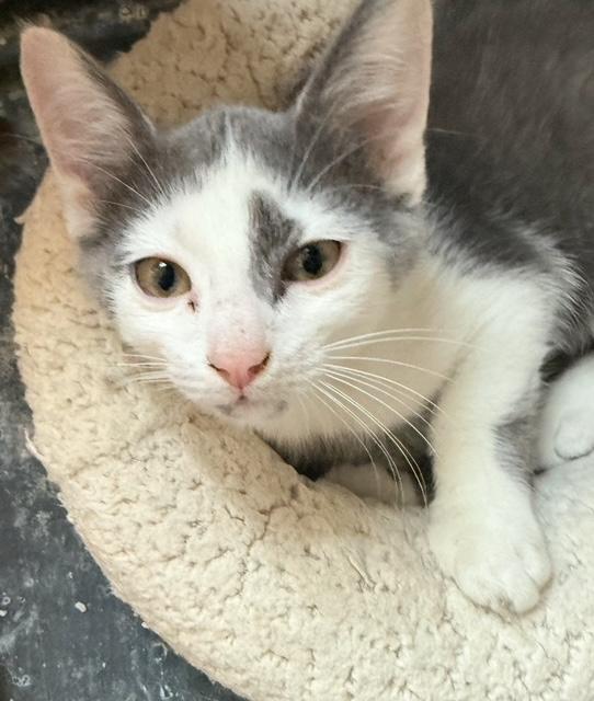 Enlarge Charlie and Burt, a Adoptable mixed breed in Bardstown, KY image 5/5