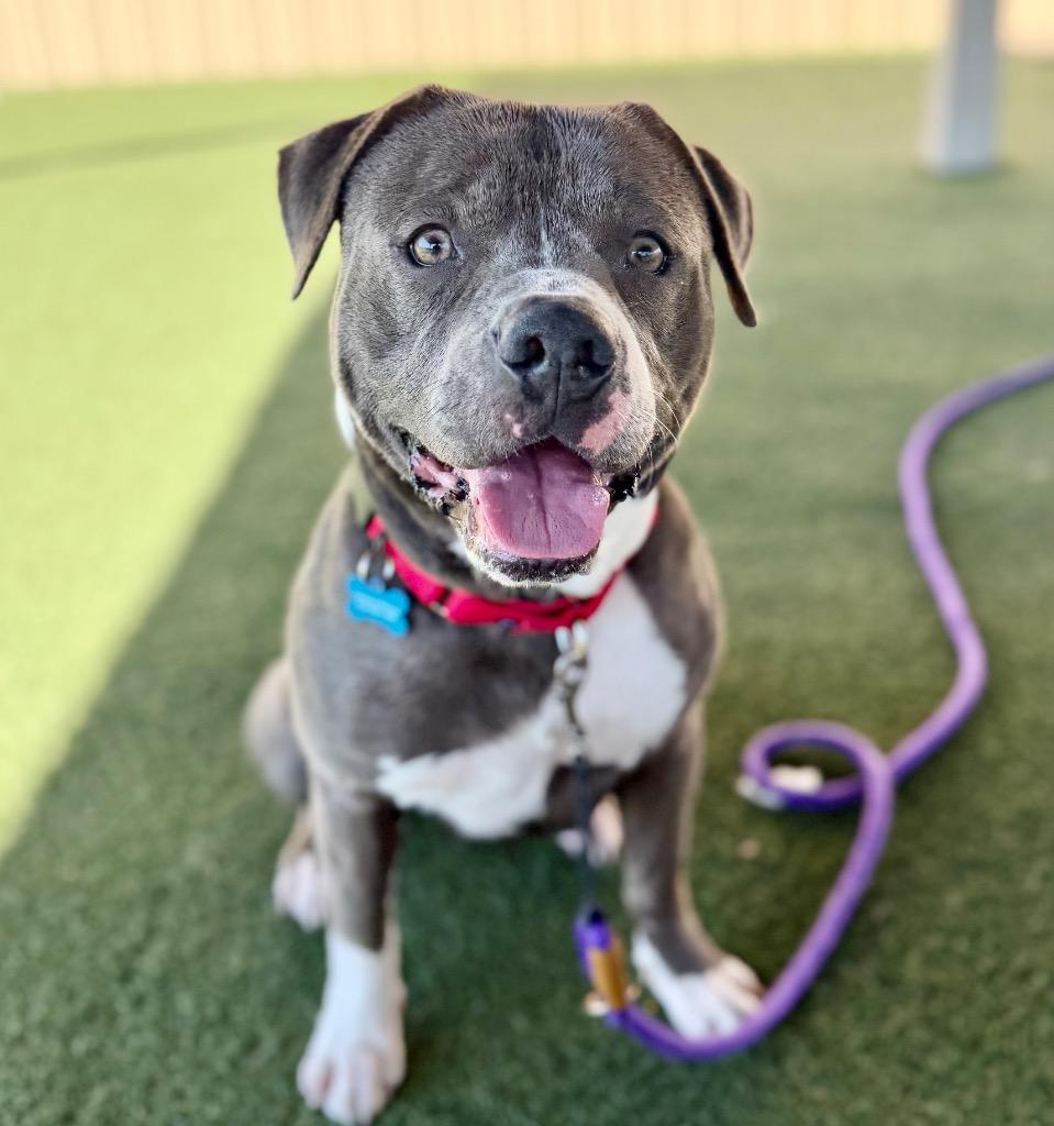 King, a Adoptable mixed breed in Columbia, IL image 1/6