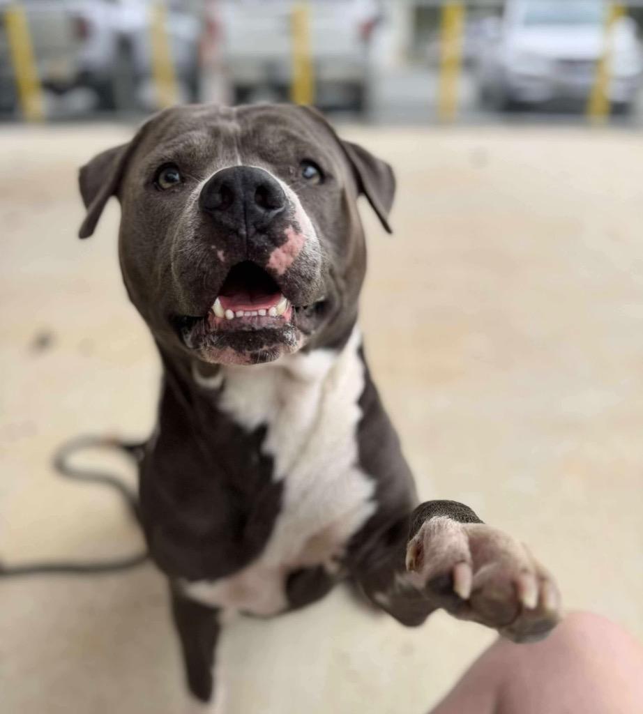 King, a Adoptable mixed breed in Columbia, IL image 2/6