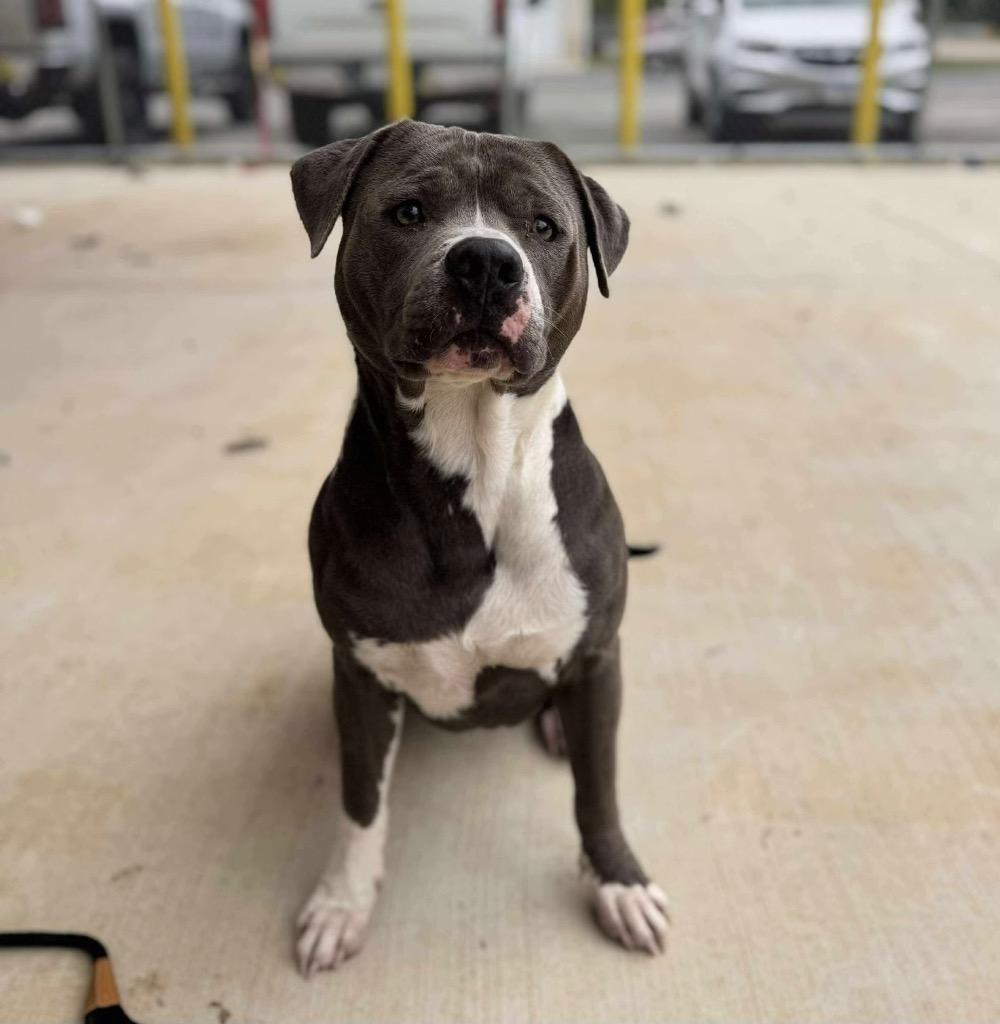 King, a Adoptable mixed breed in Columbia, IL image 3/6