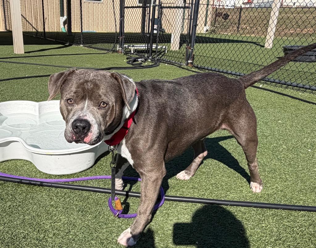 King, a Adoptable mixed breed in Columbia, IL image 4/6