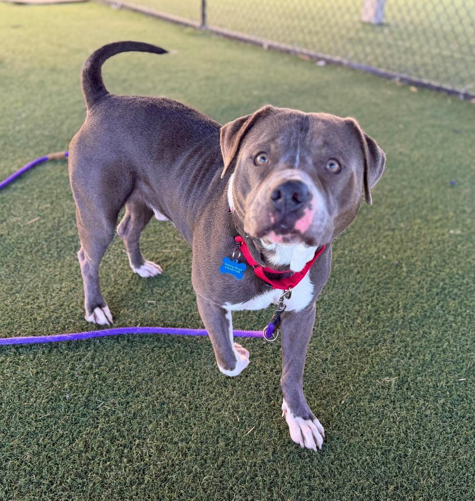 King, a Adoptable mixed breed in Columbia, IL image 5/6