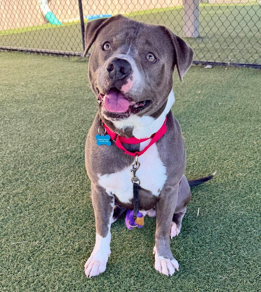 King, a Adoptable mixed breed in Columbia, IL image 6/6