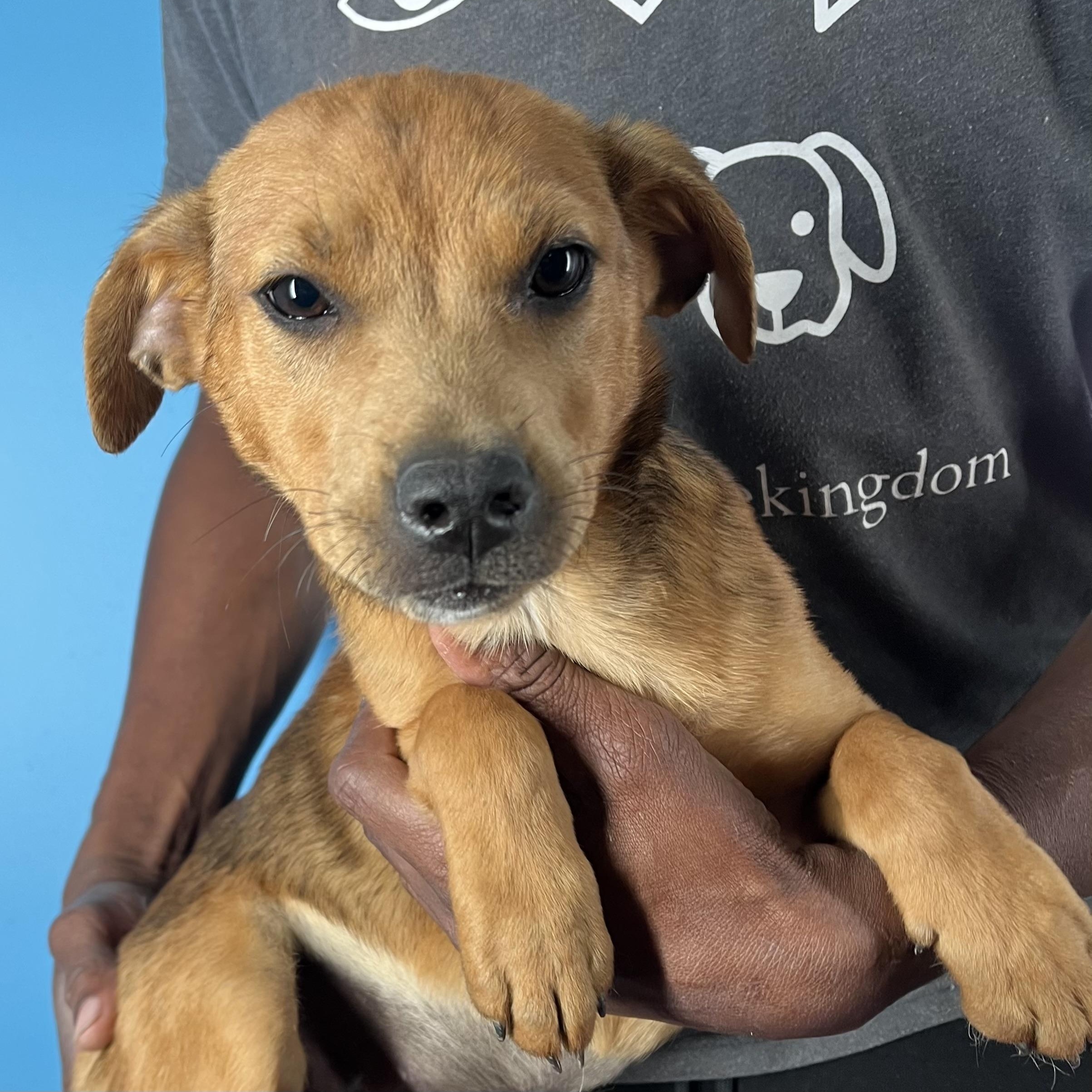 Missy - Local April 10-12, adoptable, Puppy Female Labrador Retriever.