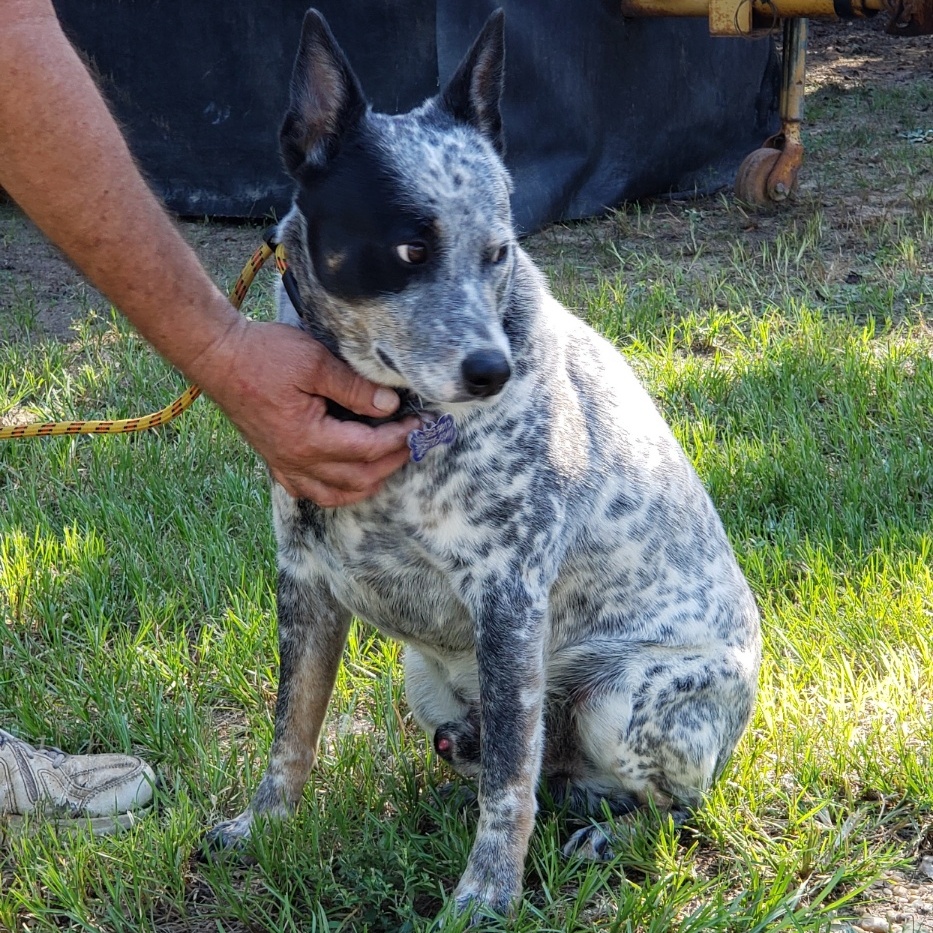 Toby photo 4