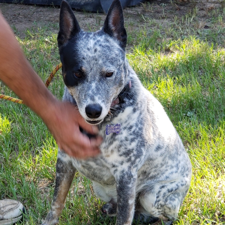 Toby photo 2